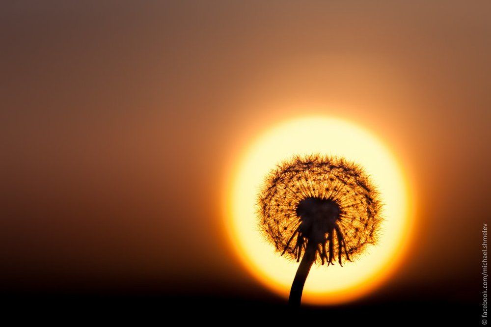 Коронованный