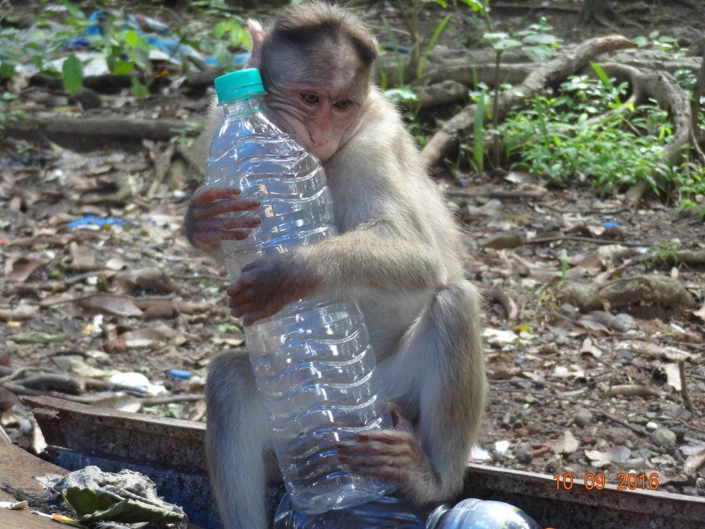 MONKEY WITH BOTTEL