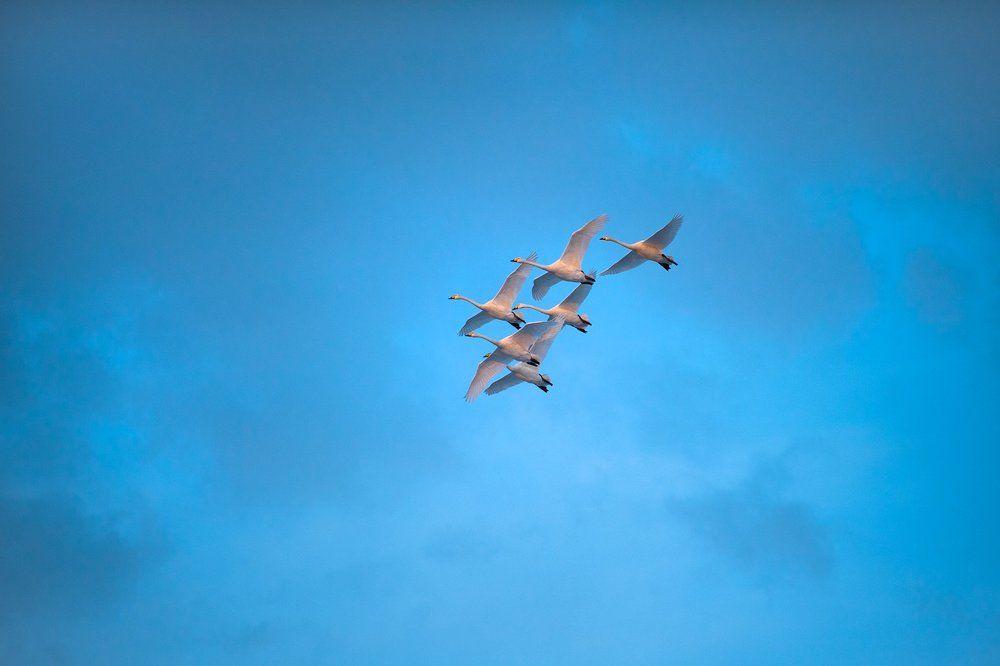 Вы, летите-летите...