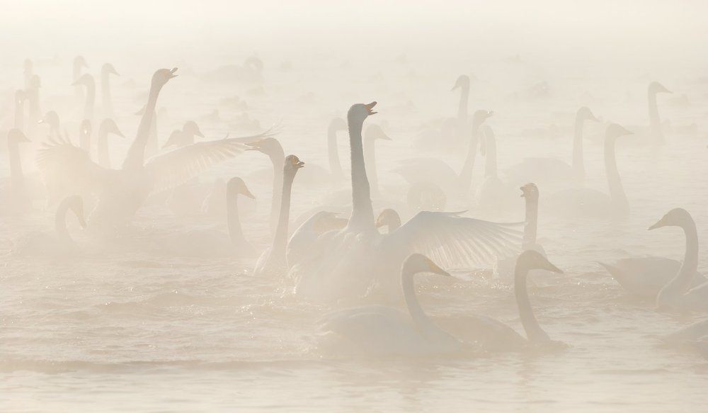 Утро лебединое...