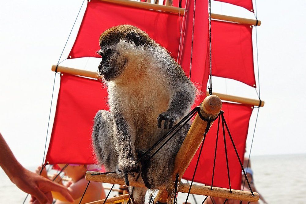 Капитан обезьян на алых парусах...