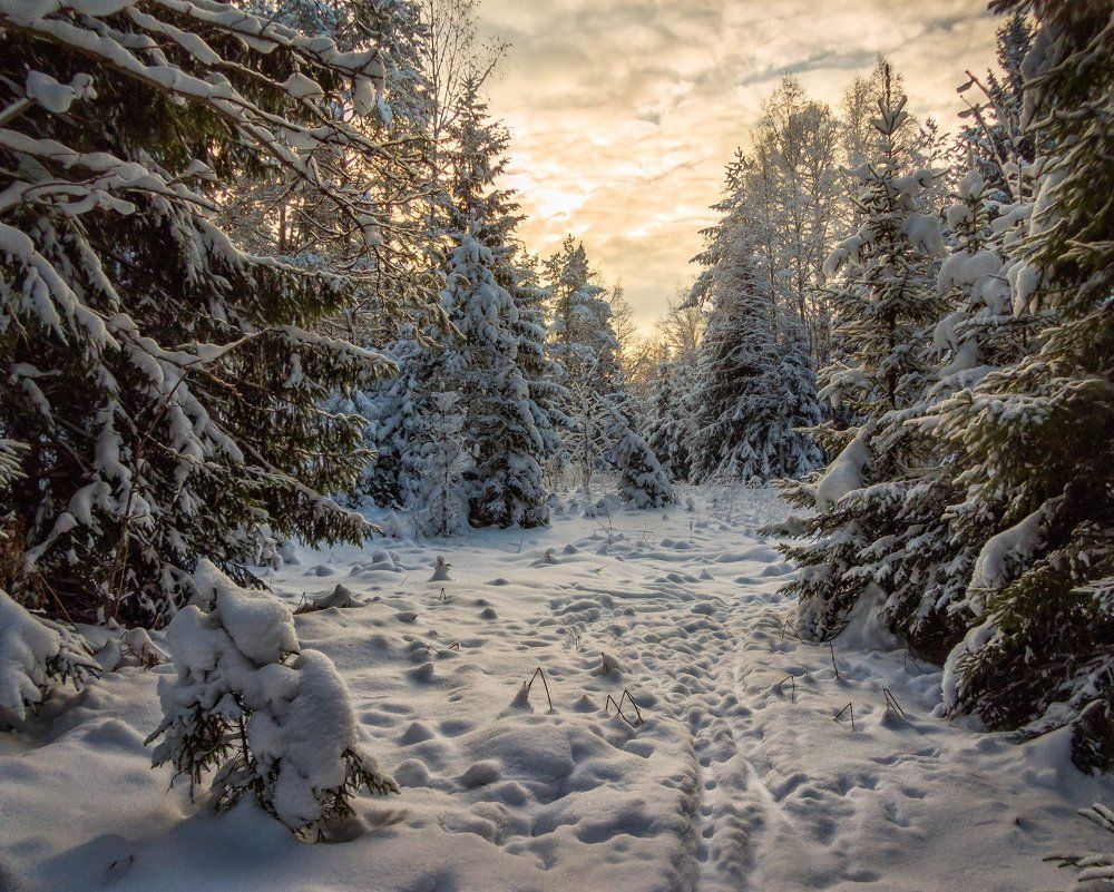 Зимняя сказка