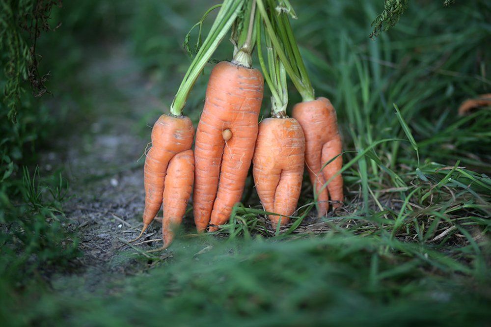 Среди девок, один я...