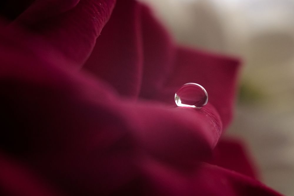 Капля на лепестке розы