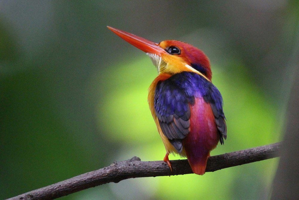 Black-Backed Kingfisher