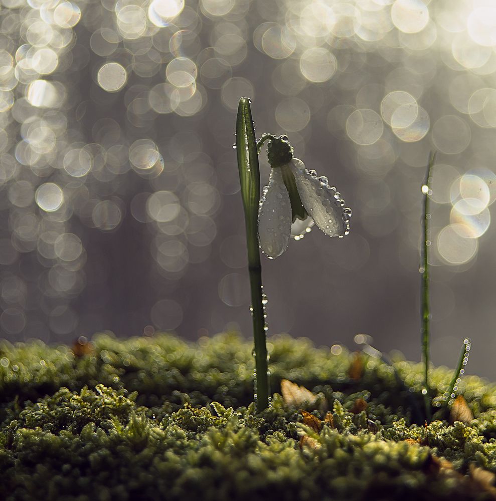 Подснежник