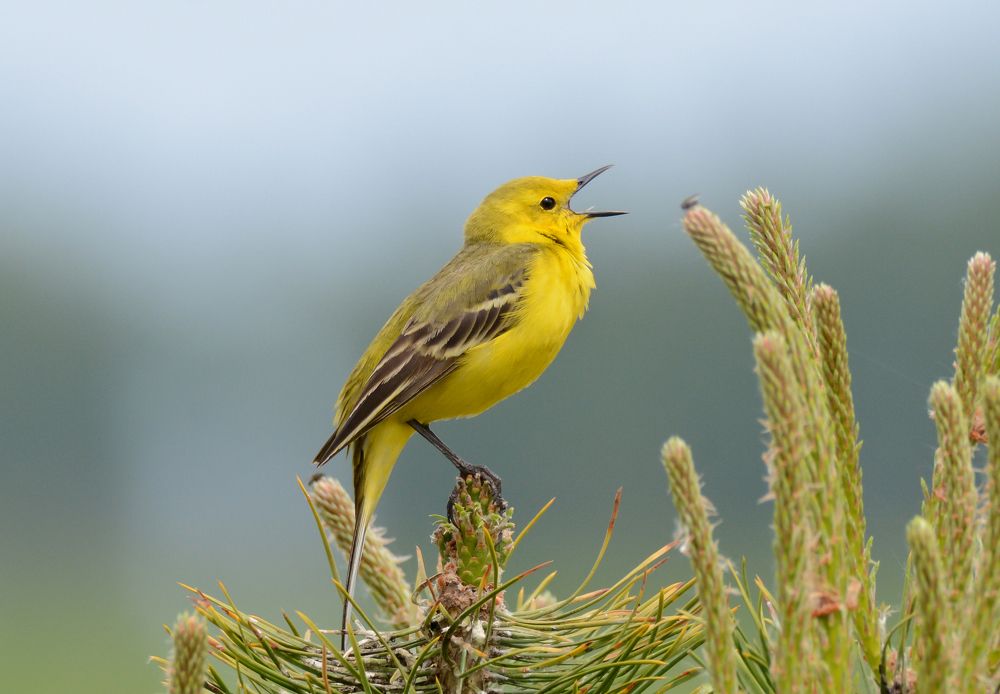 Goodbye my love goodbye...