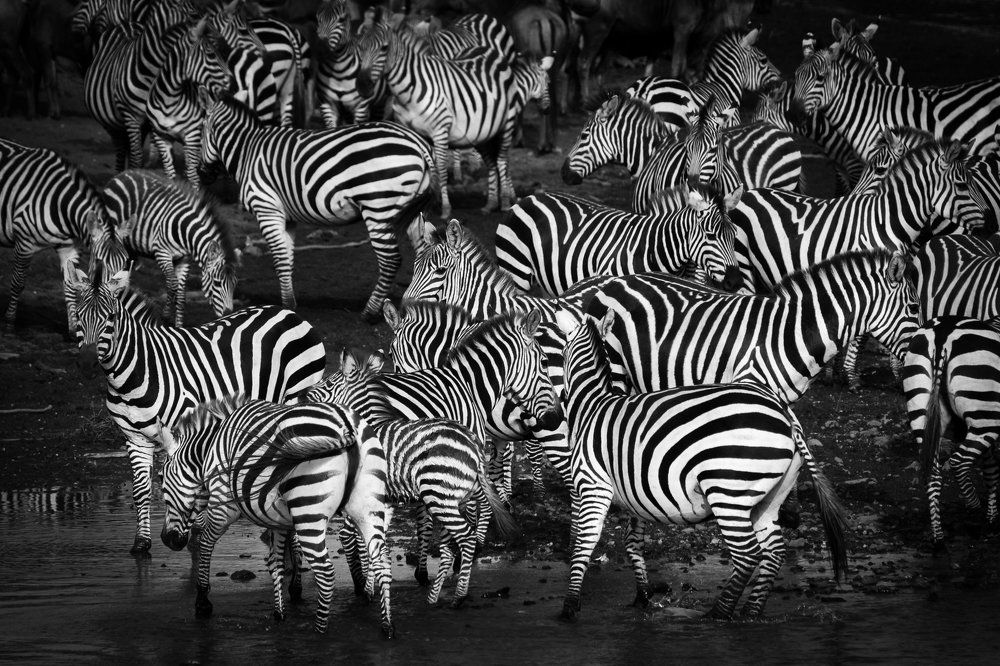 Zebra Crossing
