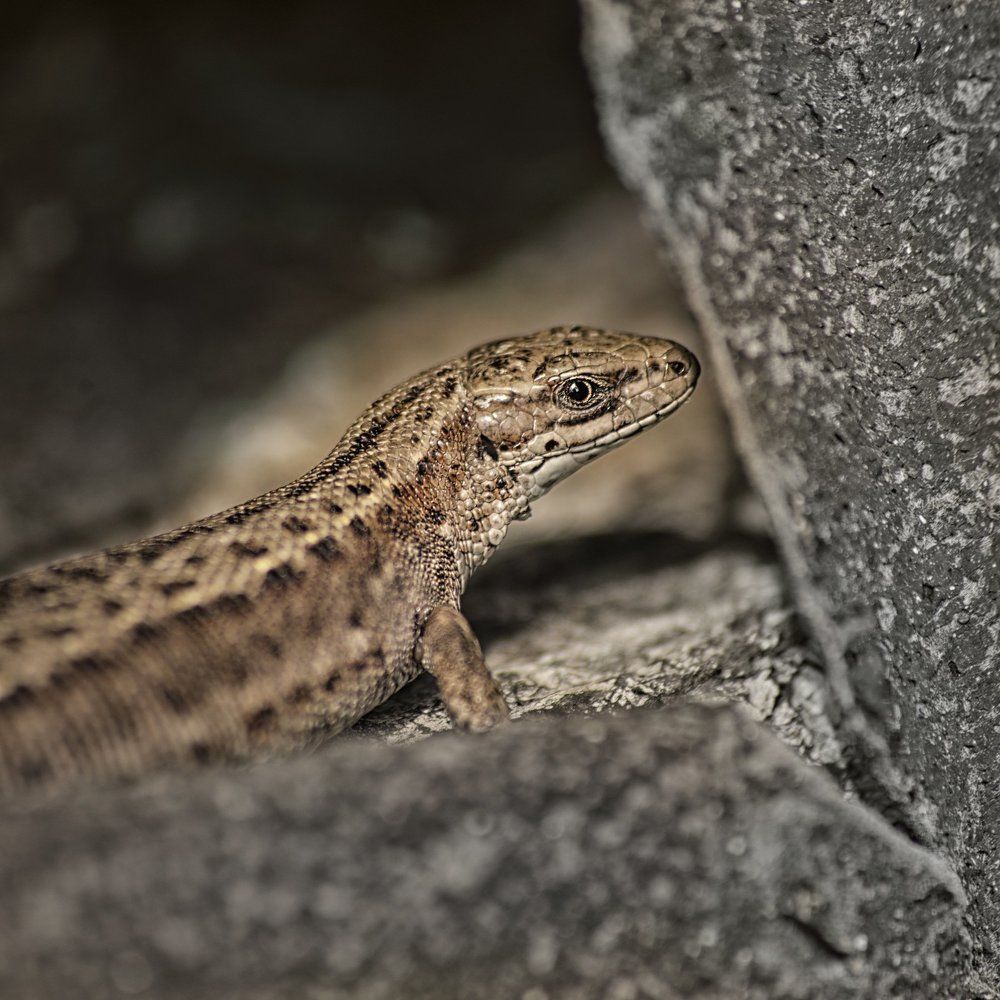 Lizard