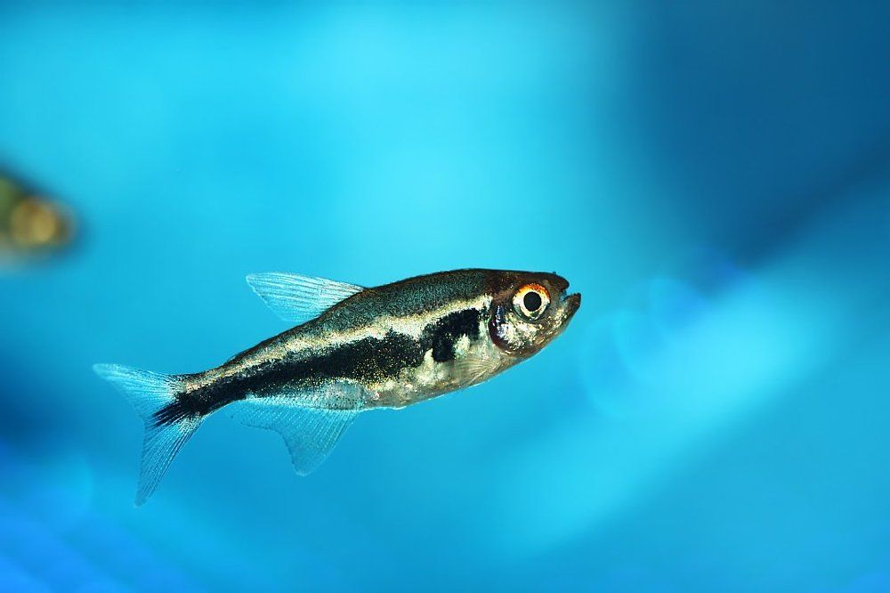 Я маааленькая, пиранья...