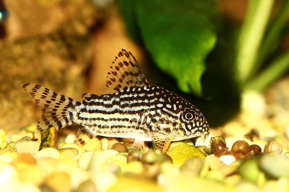 Где-то я вас уже видел...