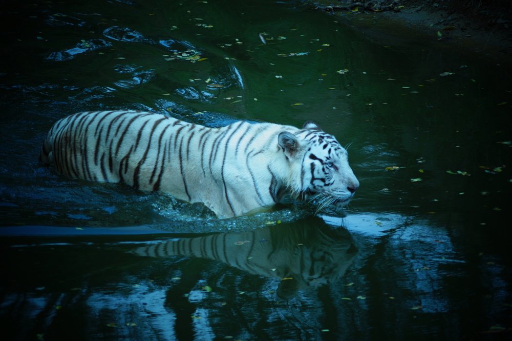 White tiger