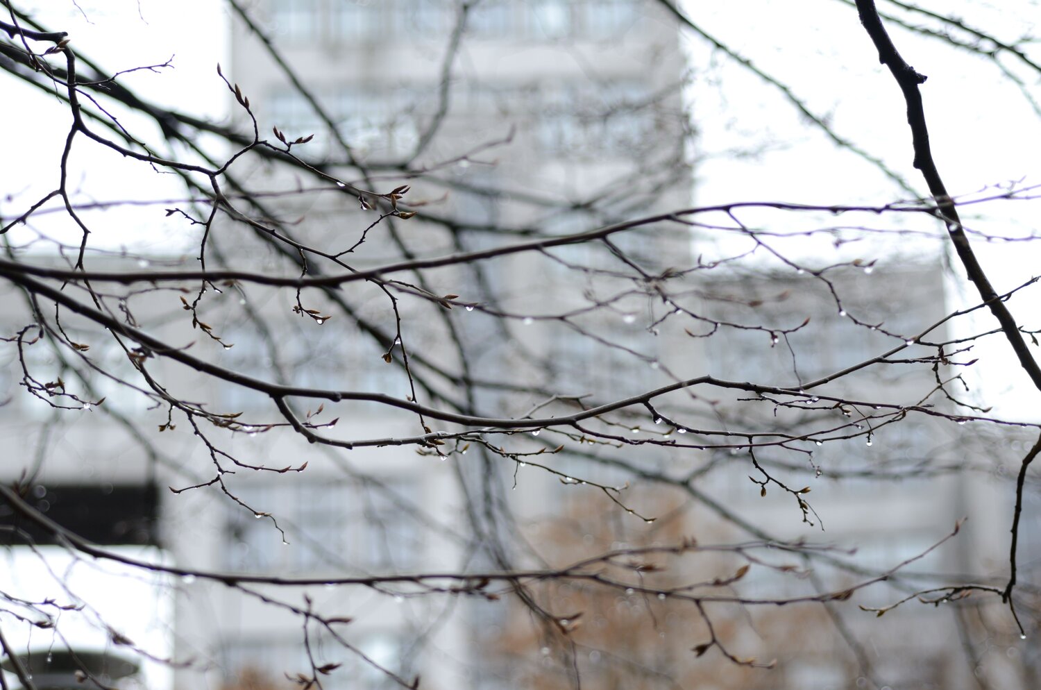 Photo #1533349