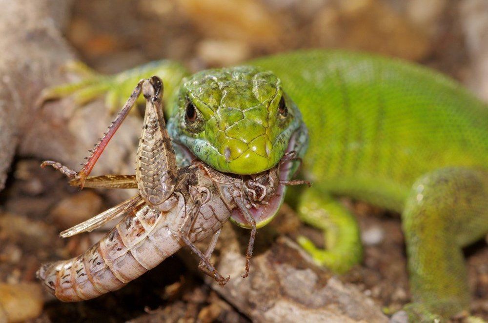 Green Lizard hunting