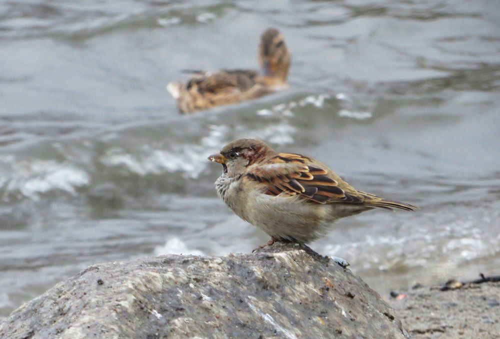 Осеннее настроение...