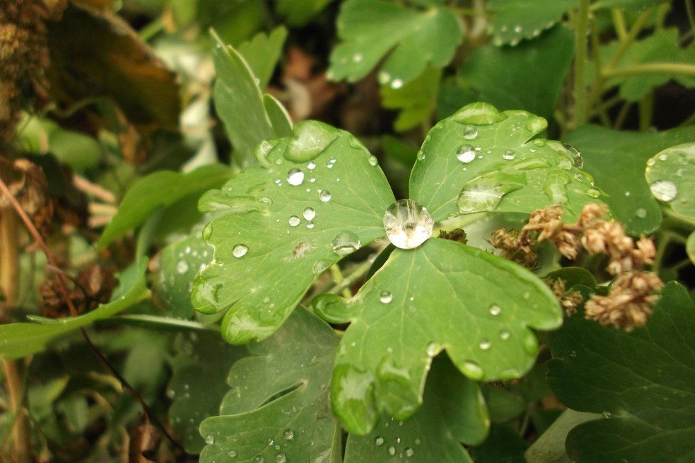 Капли удачи