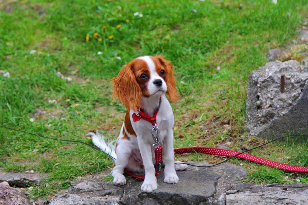 Любимая собачка !