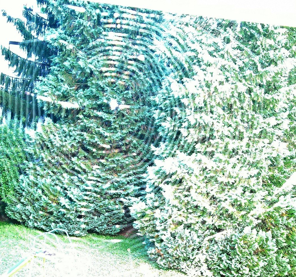 through the spider net