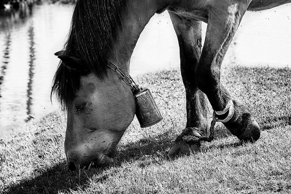 На привязи.