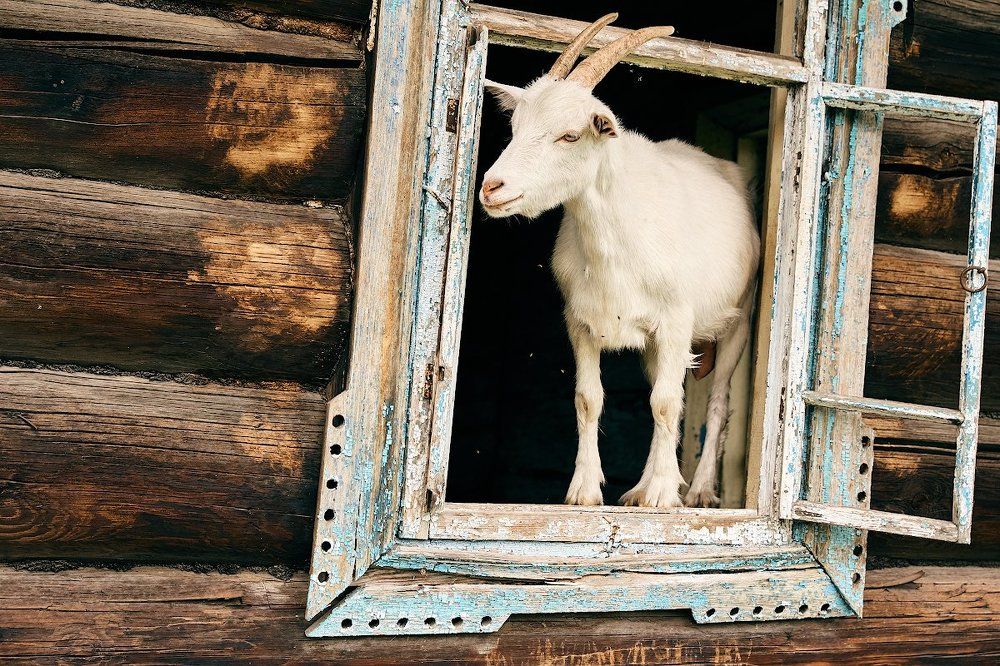 Портрет жителя