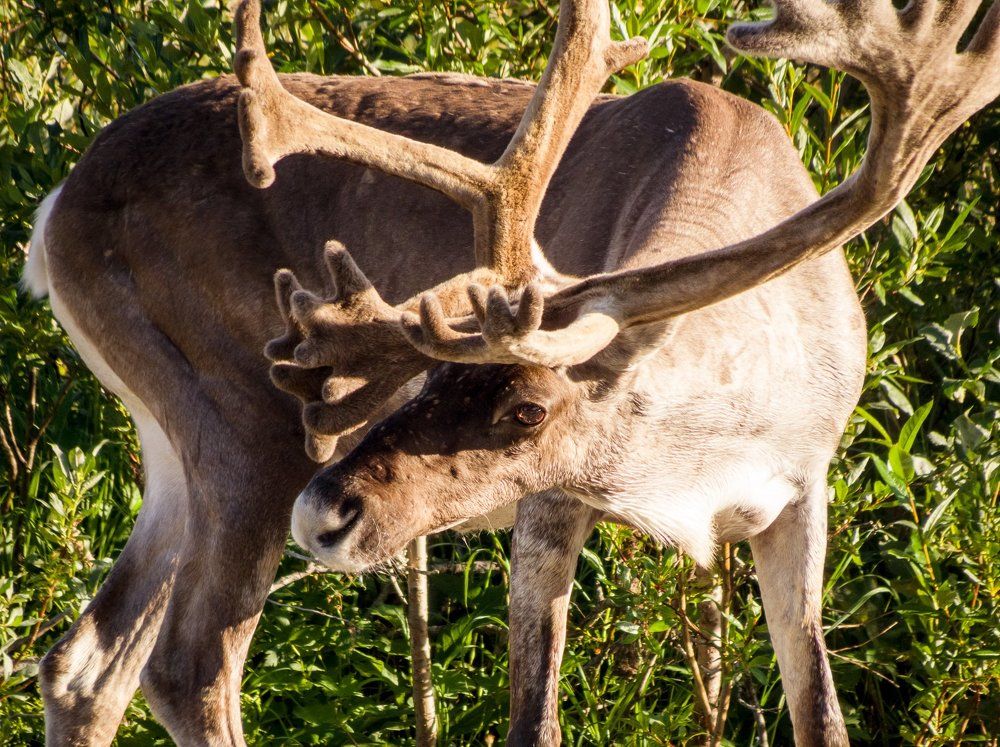 Душа тундры