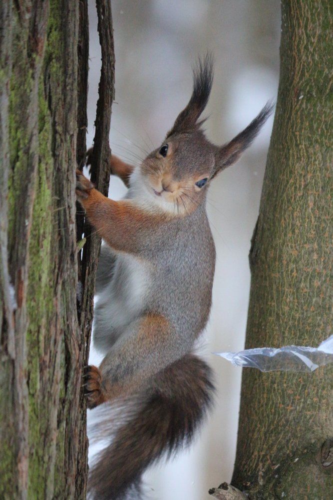 ПРОСТО БЕЛКА