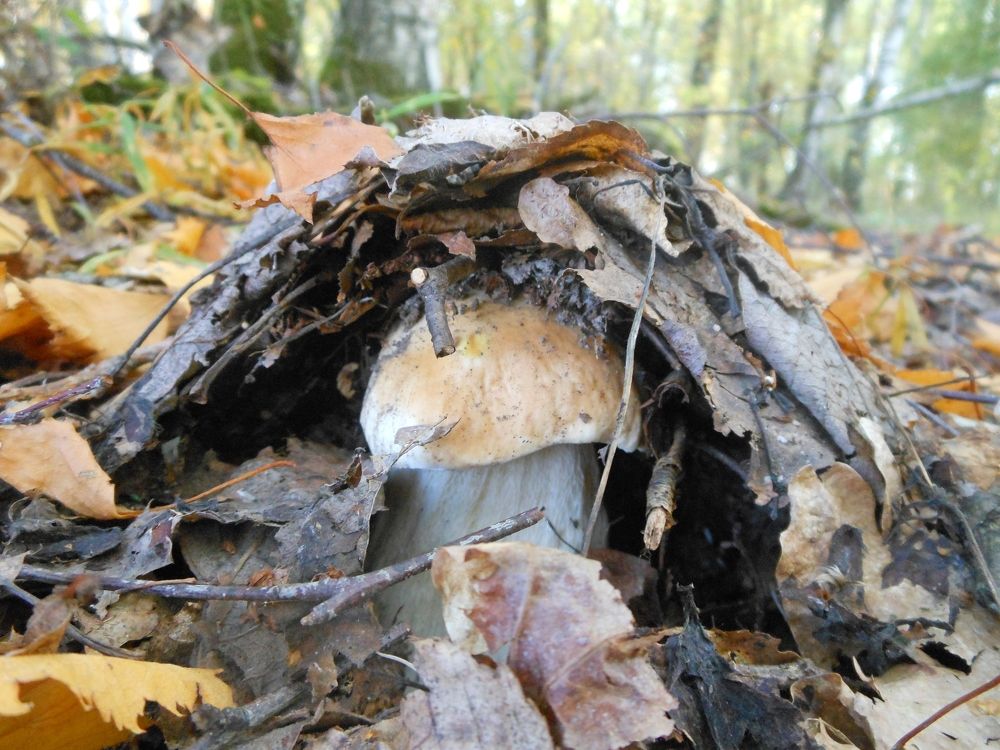 Рождение богатыря