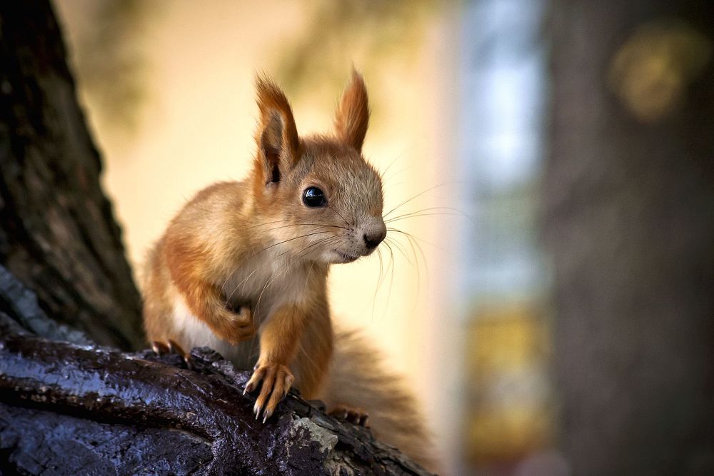 Рыжая красавица