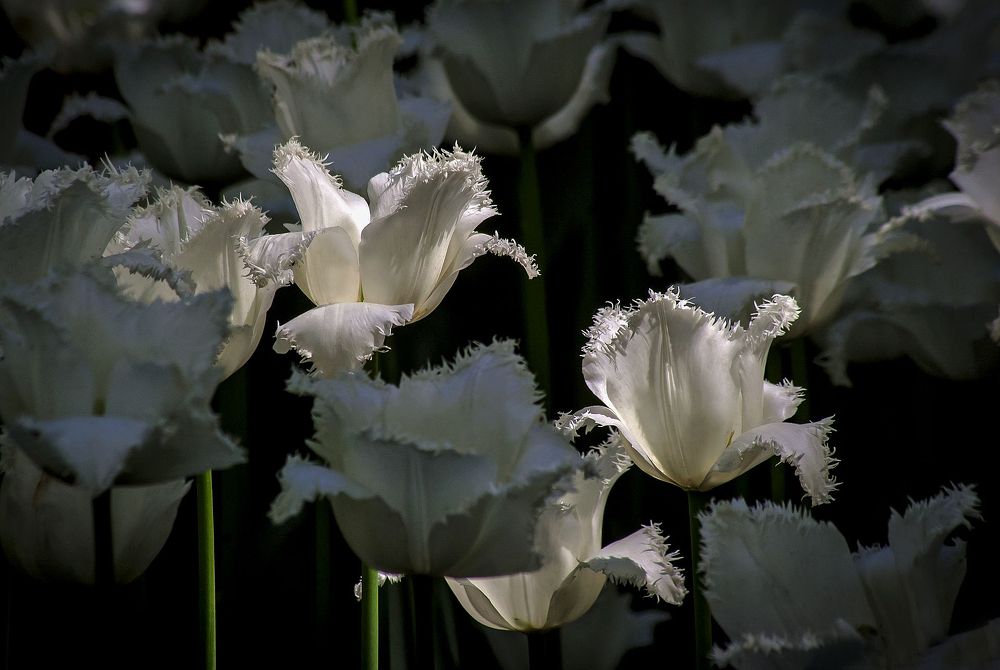В царстве белого тюльпана