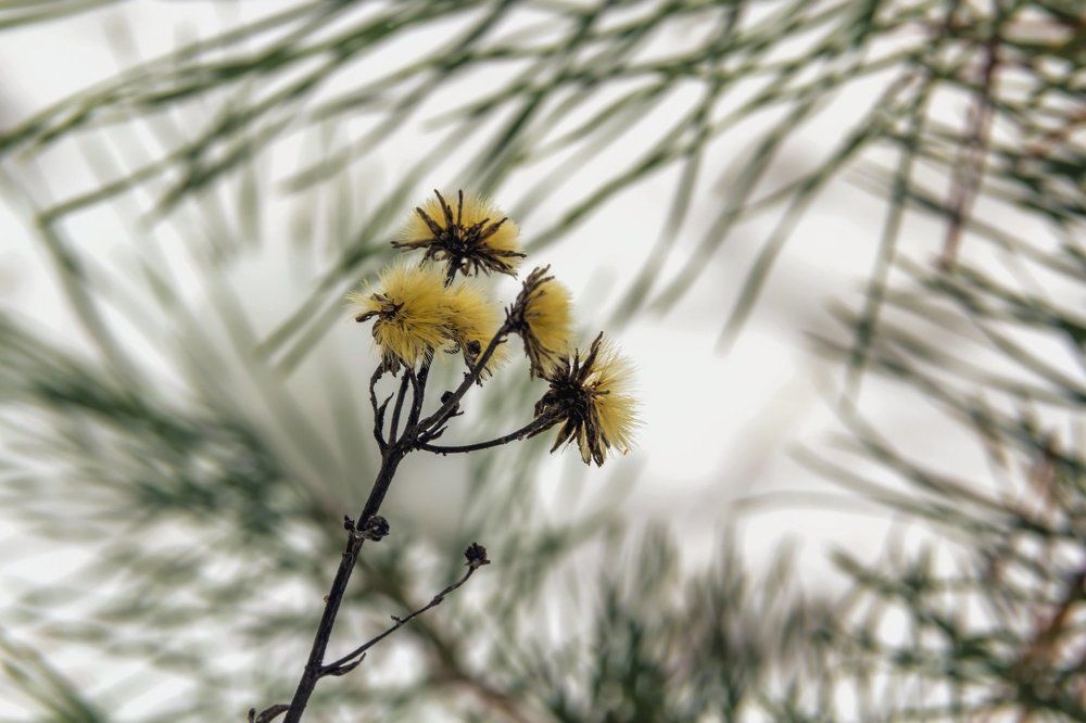 Из под снега..