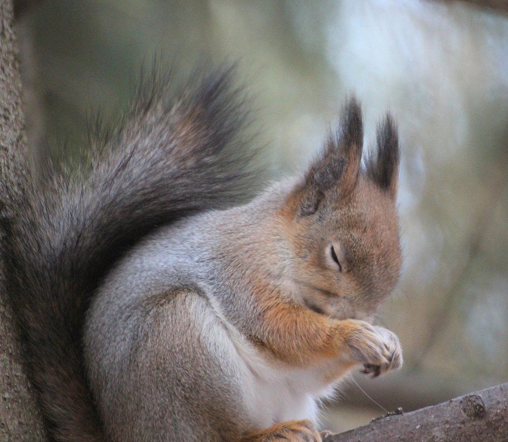 Обида! Ореха не досталось...