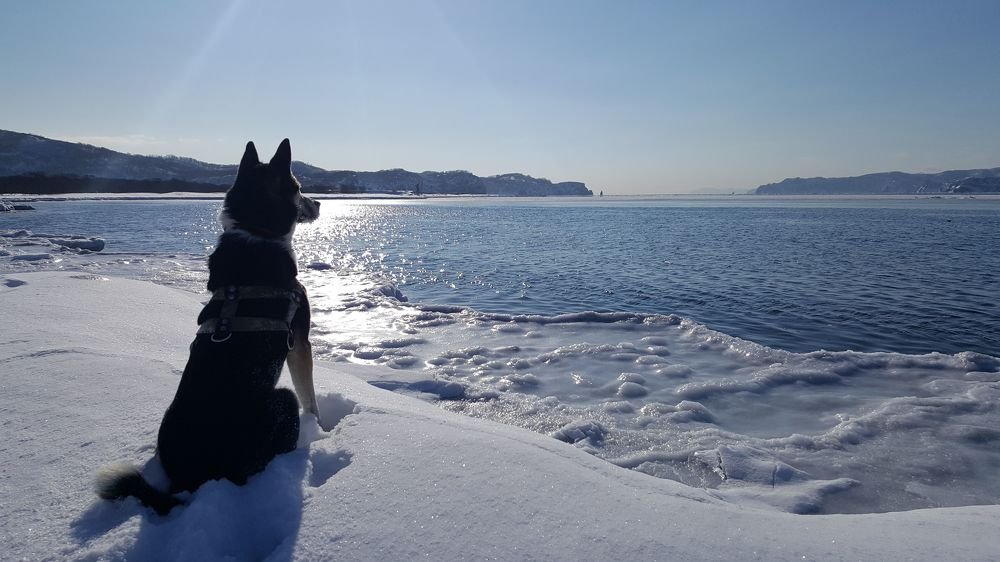 Наблюдатель