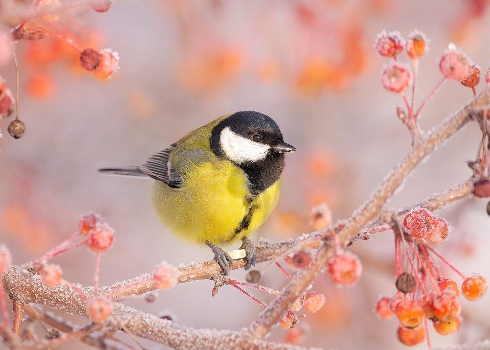 Первые морозы