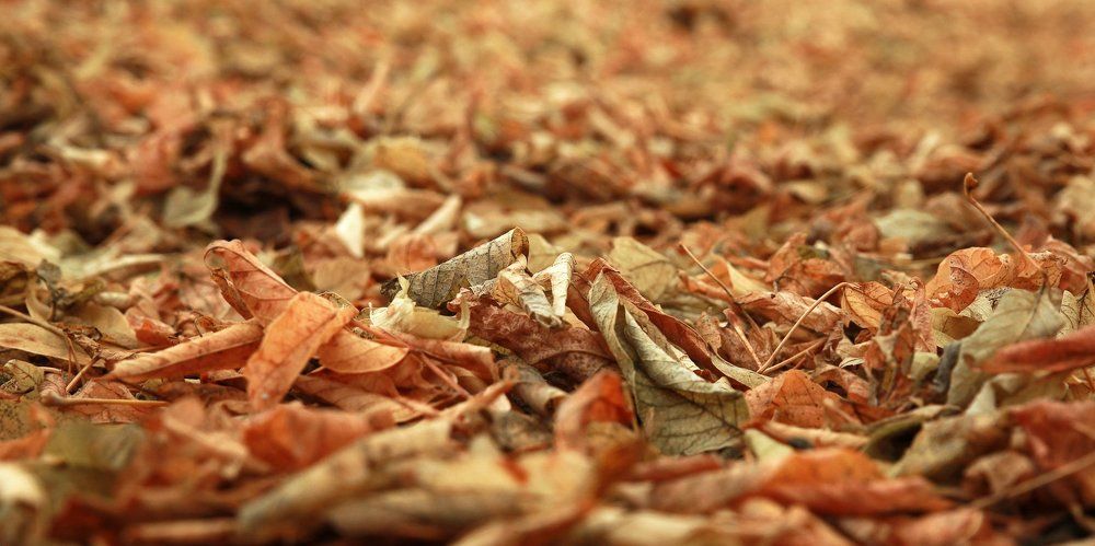 Осенняя рукопись