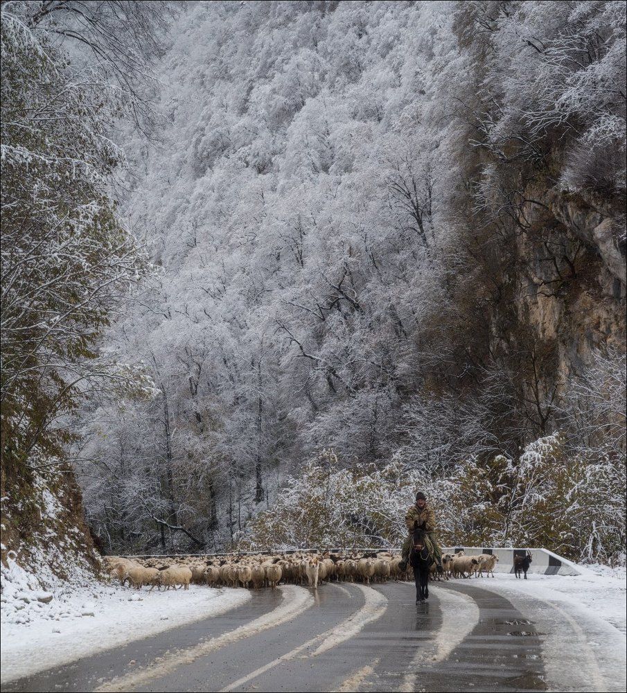 Чабан и его свита