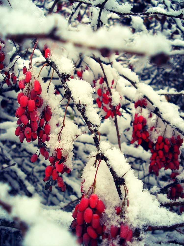 Красное и белое