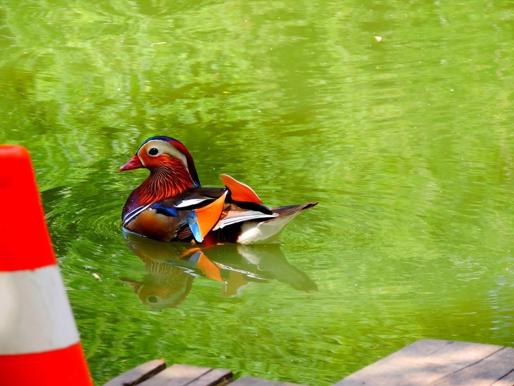 Утка-мандаринка