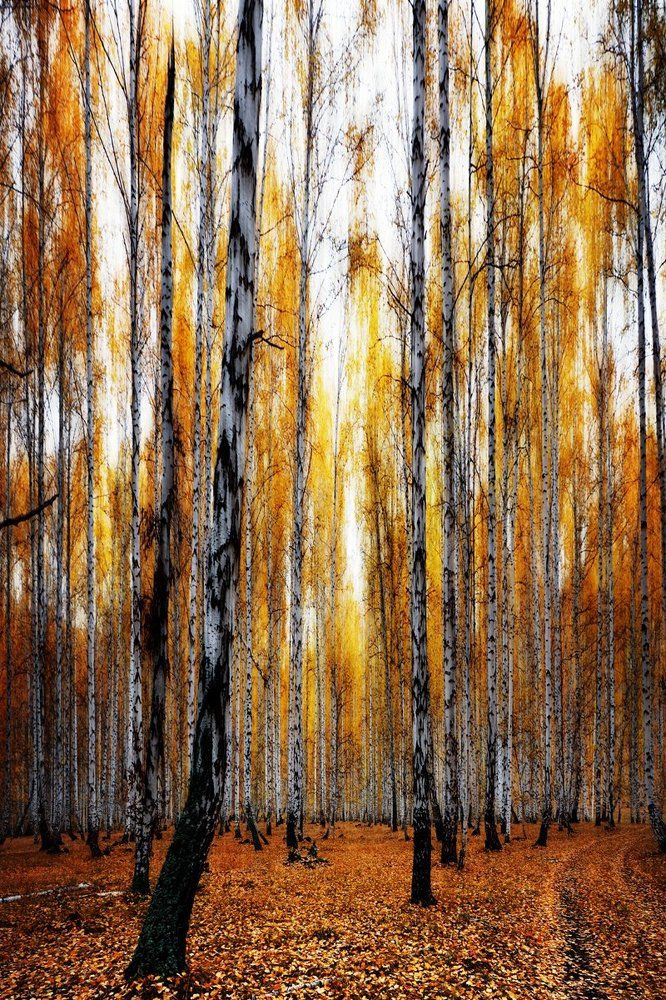 Рыжая осень