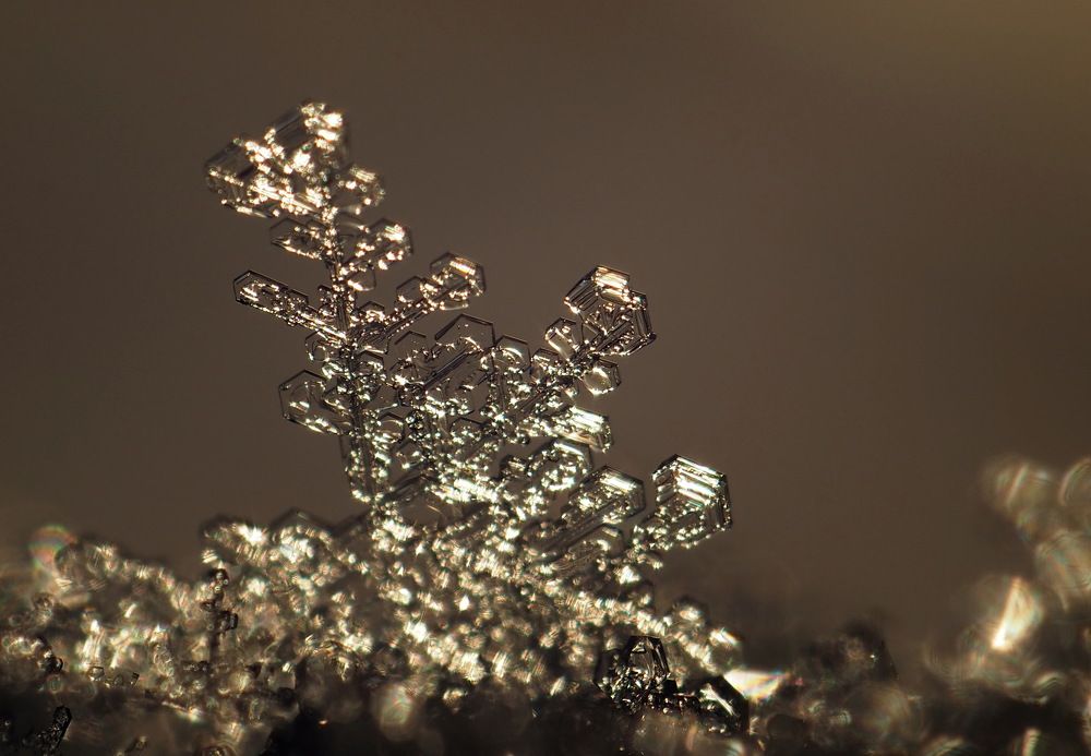 Хрупкая нежность