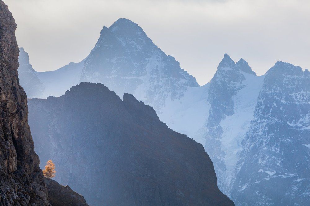 Одинокое дерево