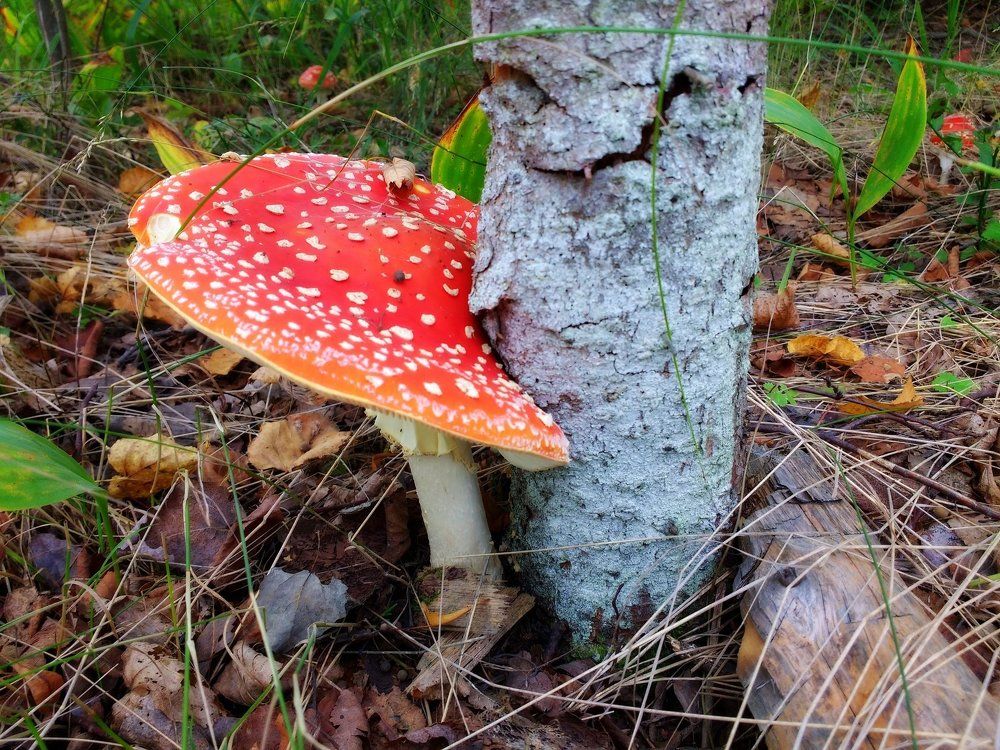 Лесная любовь