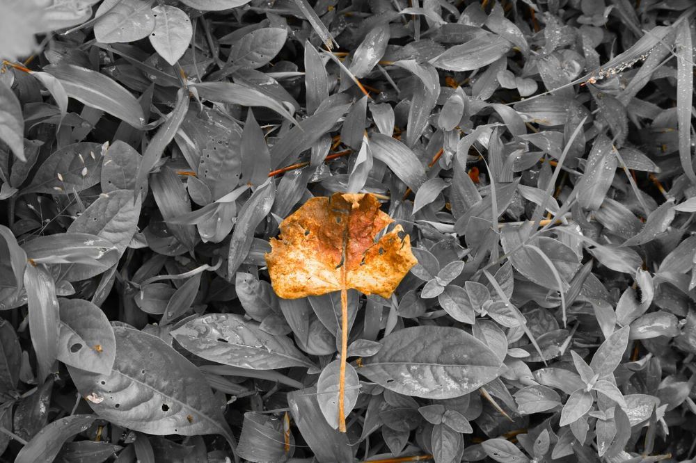 leaf