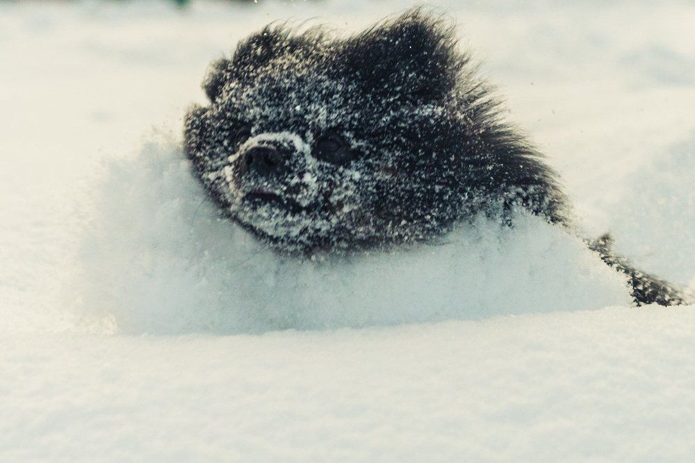 Cнежный бесенок