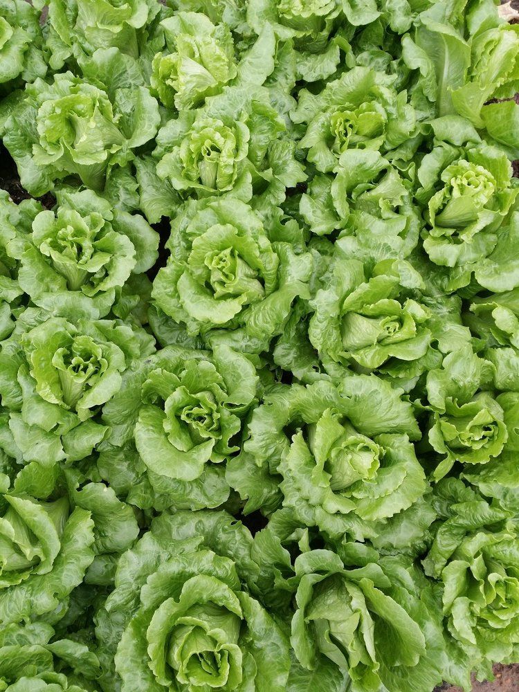 green2