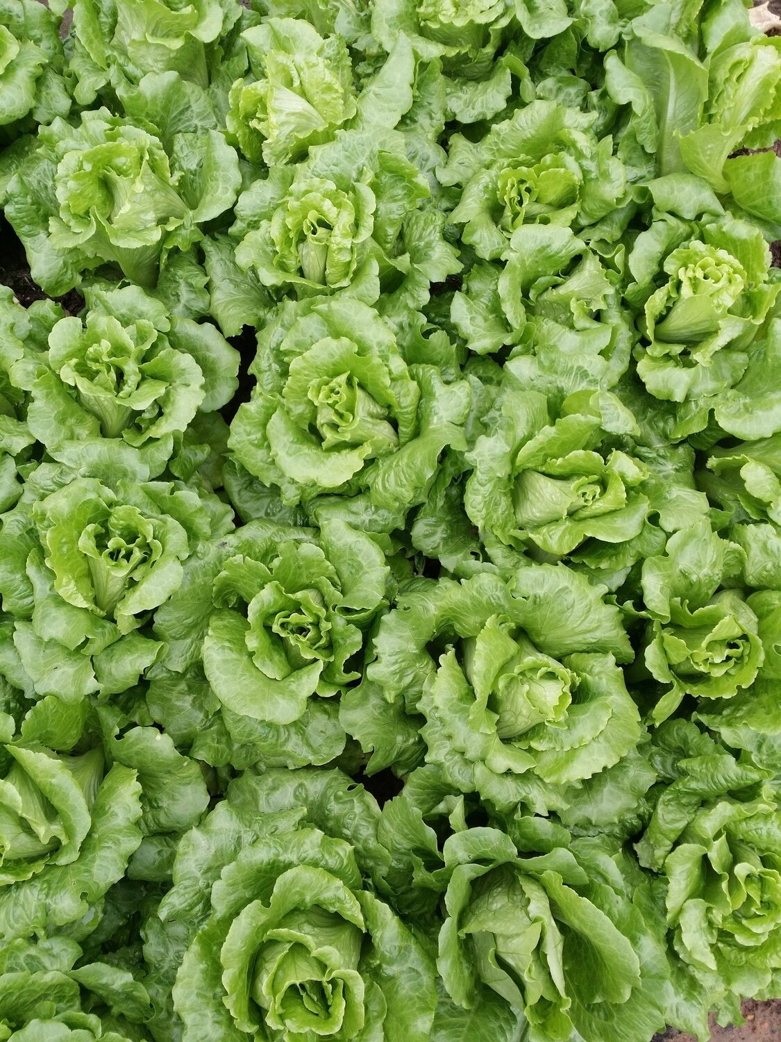 green2