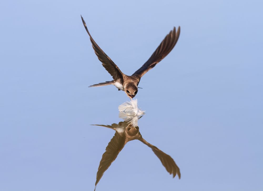 наперегонки с отражением