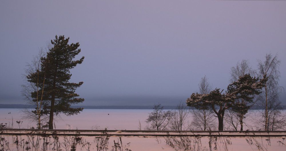 Сосны