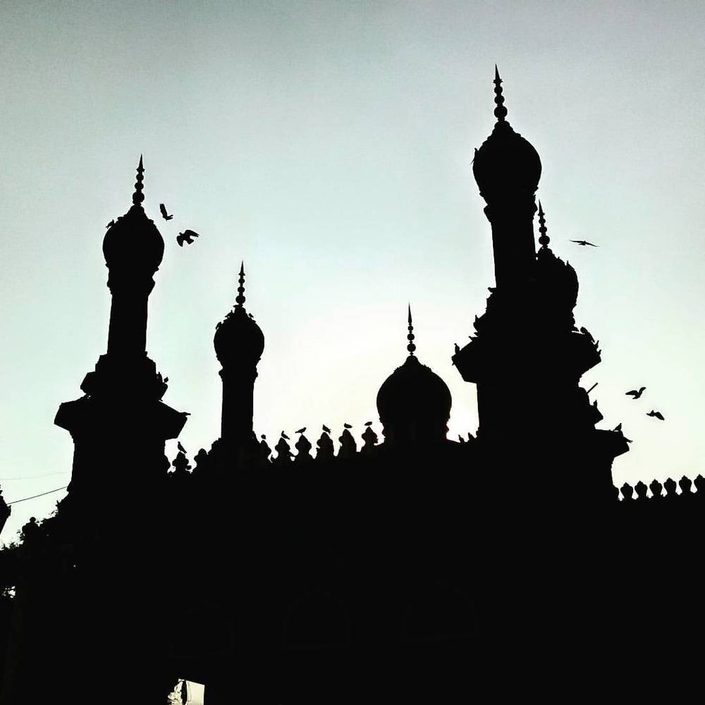 Flight of the pigeons