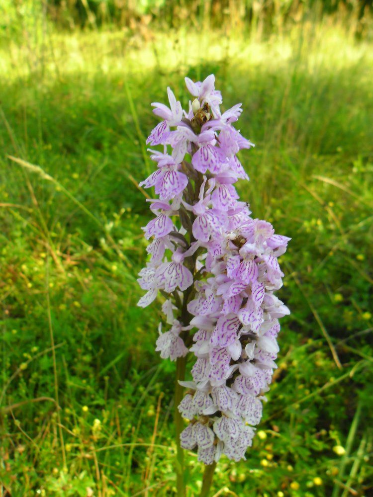 Пальчатокоренник