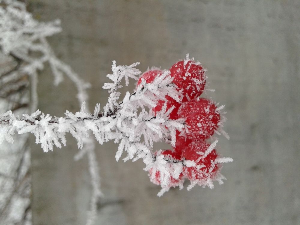 зимняя калина